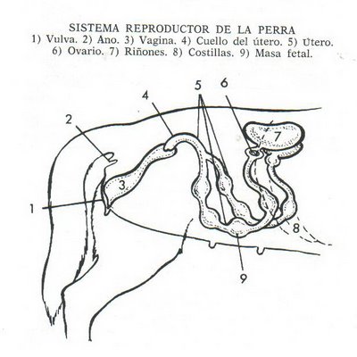 Estro o Ciclo Sexual de los perros