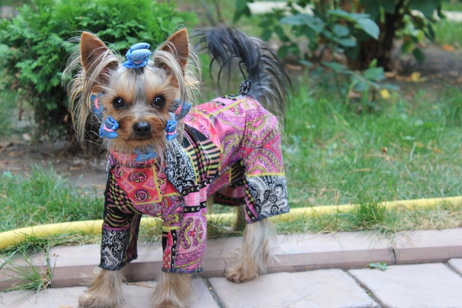 Empaquetado del pelo de un Yorki o Yorkshire Terrier