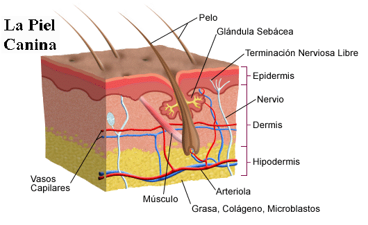 Vista de la piel de un perro