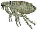 La Pulga