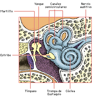 PArtes del Oido