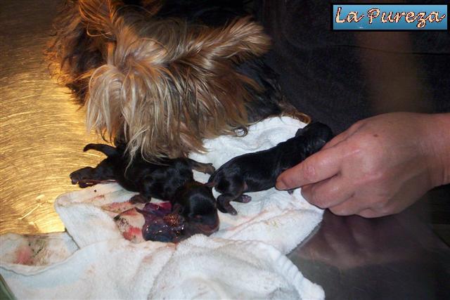 Llega el segundo cachorro, y luego de limpiarlo come la placenta 