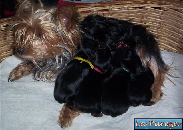 Cachorros Yorkis de 10 Dias