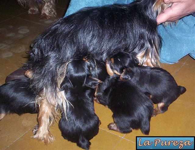 Cachorros Yorkis de 10 Dias