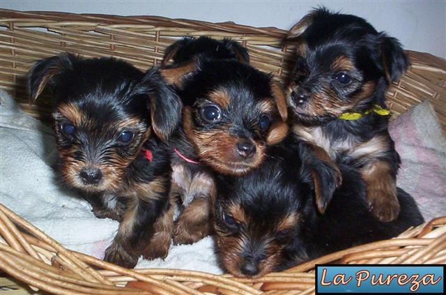 Cachorros Yorkis de 10 Dias