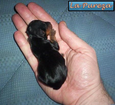 El Cachorro recien Nacido