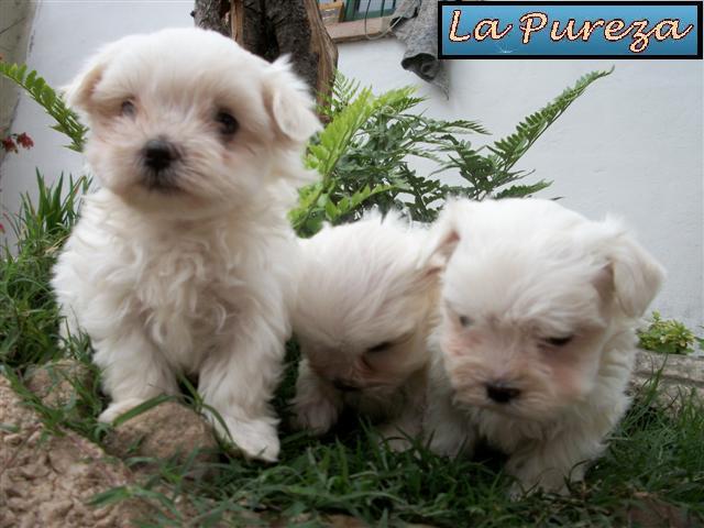 CAchorros Malteses Listos para ir a su nuevo Hogar