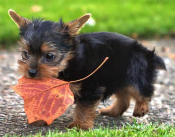 CAchorro en el Jardin