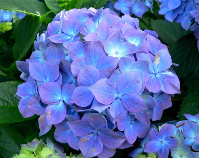 La Hortencia o Hydrangea Macrophylla