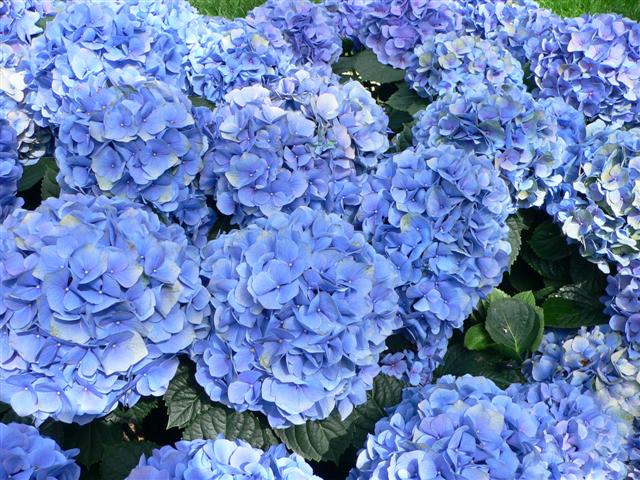 La Hortencia o Hydrangea Macrophylla