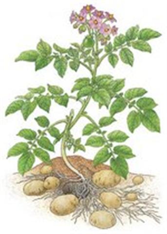 Planta de la Papa o Patata