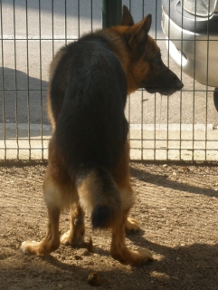Marcaje con heces. (Foto: M.A. Signes)