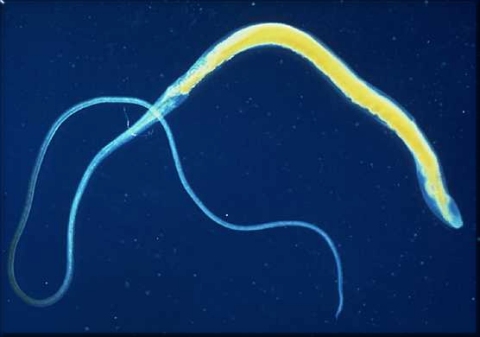 Endoparasitos - Whipworm