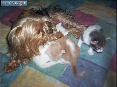 Elisa Jugando con Gatitos Elisa y Gatitos