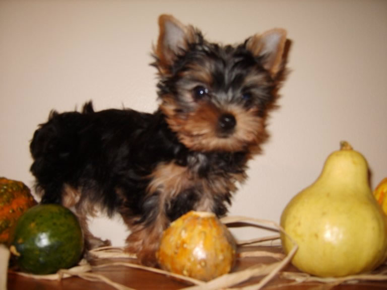 Y Como es el Yorkshire Terrier?