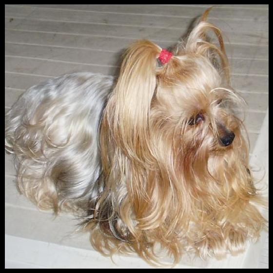 Nuestros perrros - Yorkshire Terrier