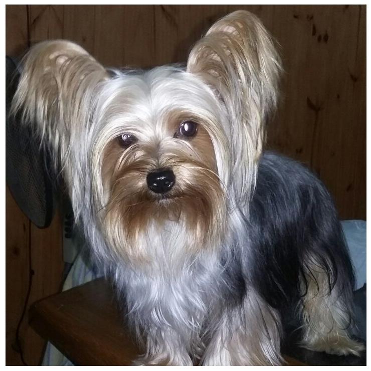 Nuestros perrros - Yorkshire Terrier